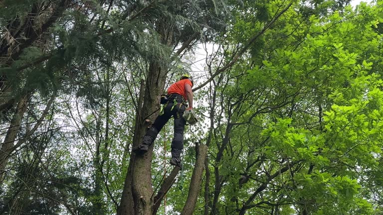 How Our Tree Care Process Works  in Smyrna, DE